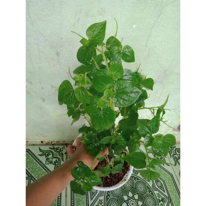 

Daun suruh cina/ketumpang air 250gr
