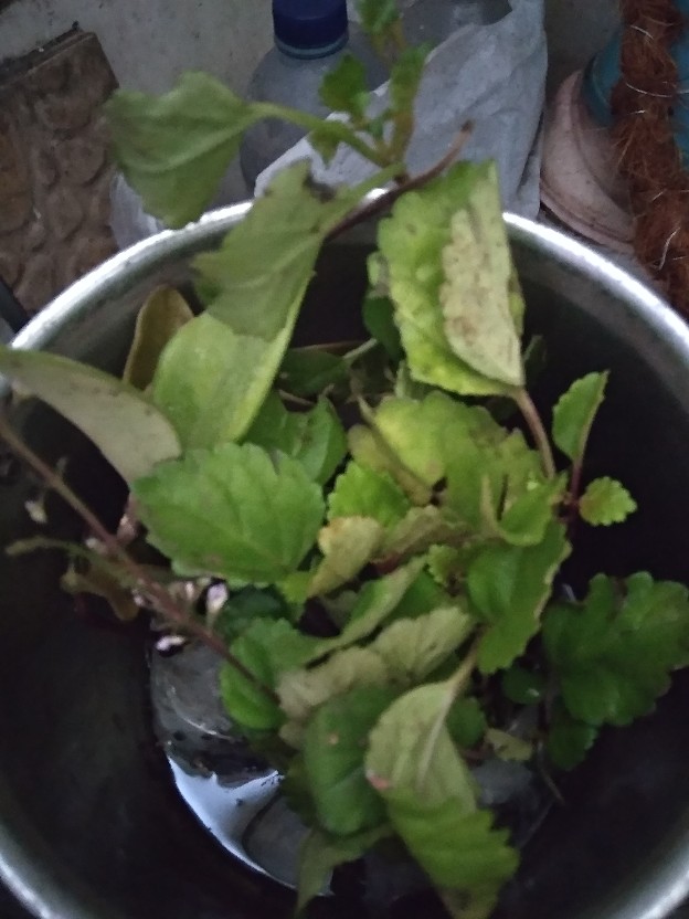 Tanaman Hias Hoya Bunga Merah Mindorensis Red Untuk Tanaman Gantung