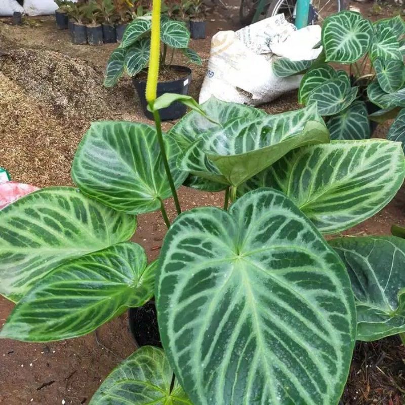 tanaman hias Kuping gajah dorayaki