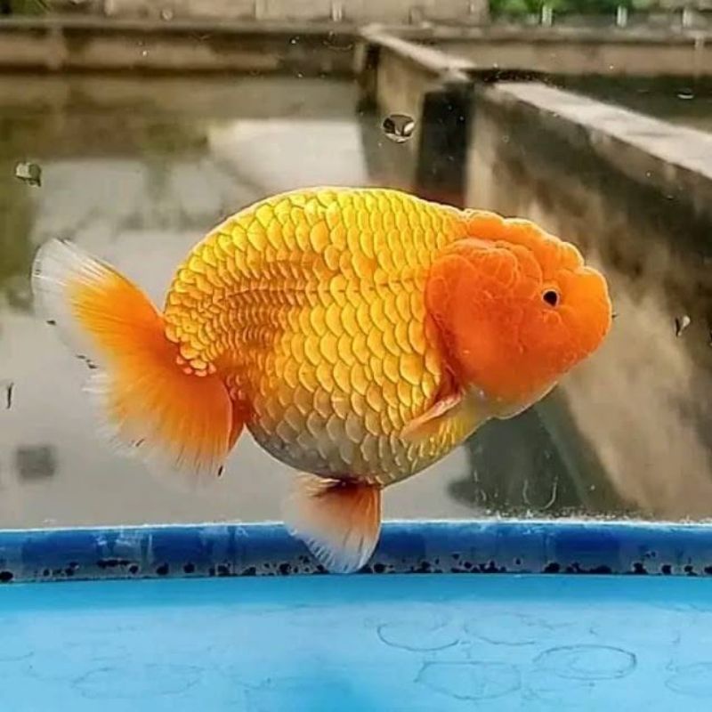 ikan koki ranchu rw