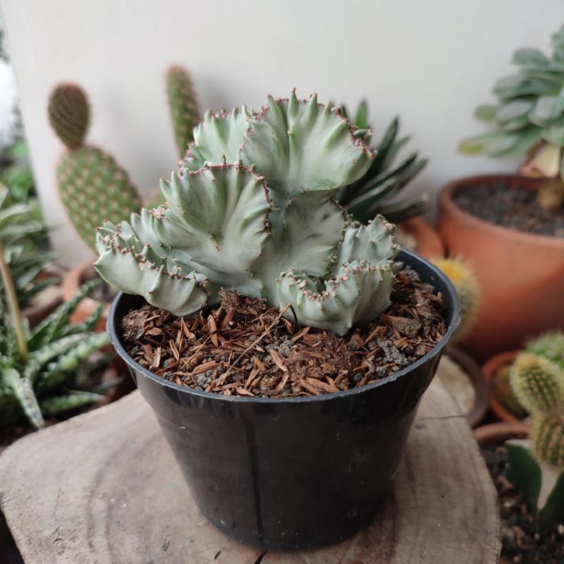 Euphorbia Lactea White Variegated | DP 10cm