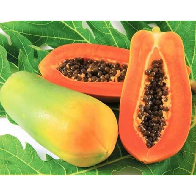 Benih Pepaya California Pabrikan/ PANAH MERAH/ Unggul Berkualitas