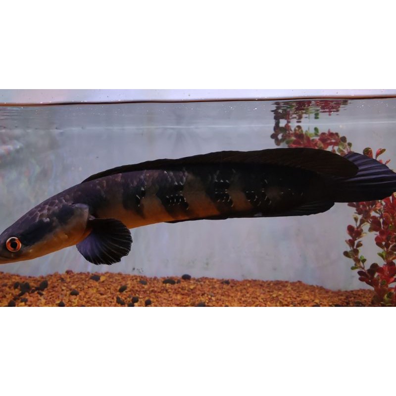 

Channa maruliodes red sampit