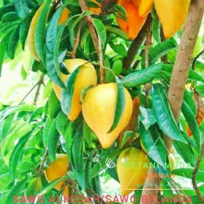 bibit cangkok sawo alkesa