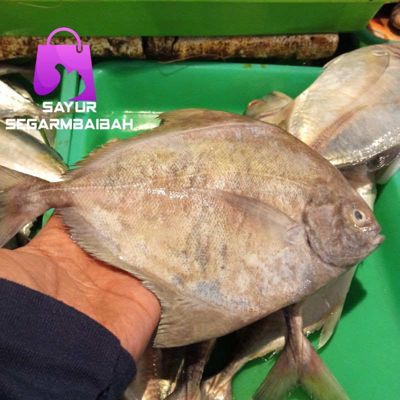 

ikan bawal laut segar 1kg
