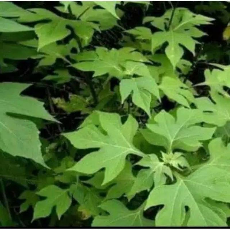 

Daun insulin segar