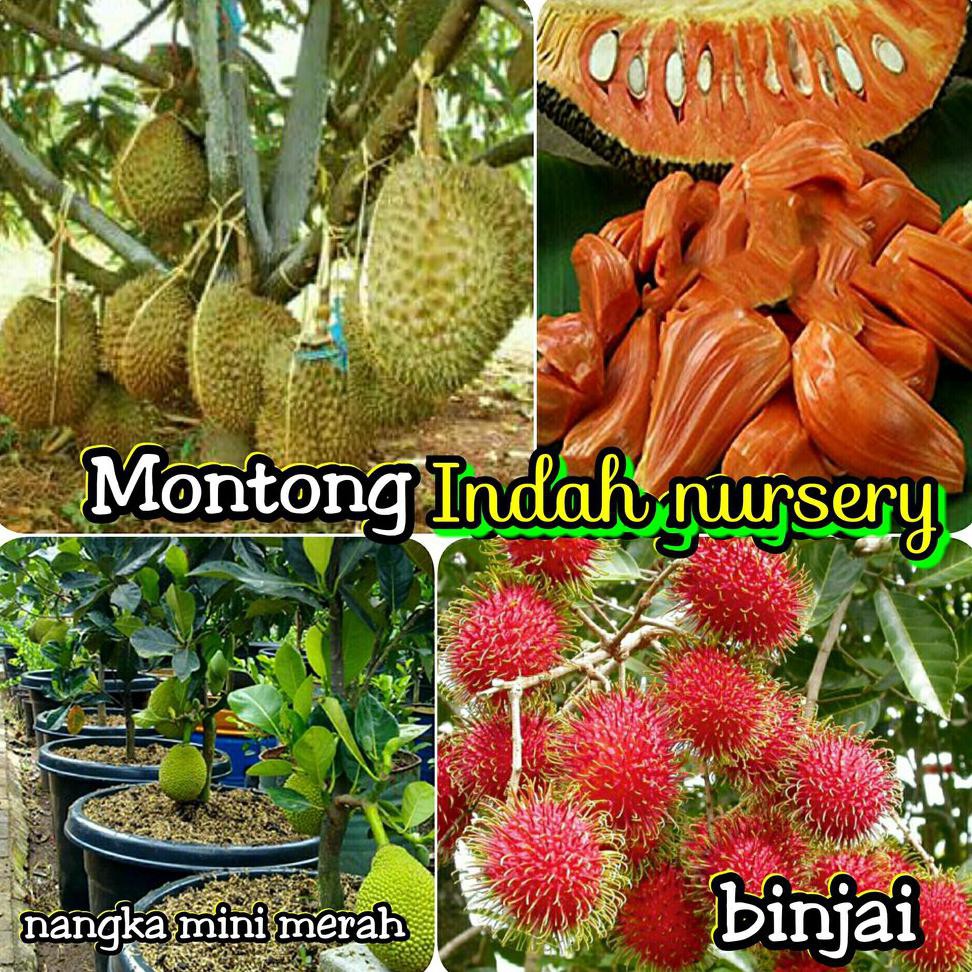 Grosir Paket 3 Bibit Buah Durian Montong-Nangka Mini Merah-Rambutan Binjai O0#