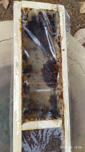 Koloni Lebah Trigona Usia Seminggu