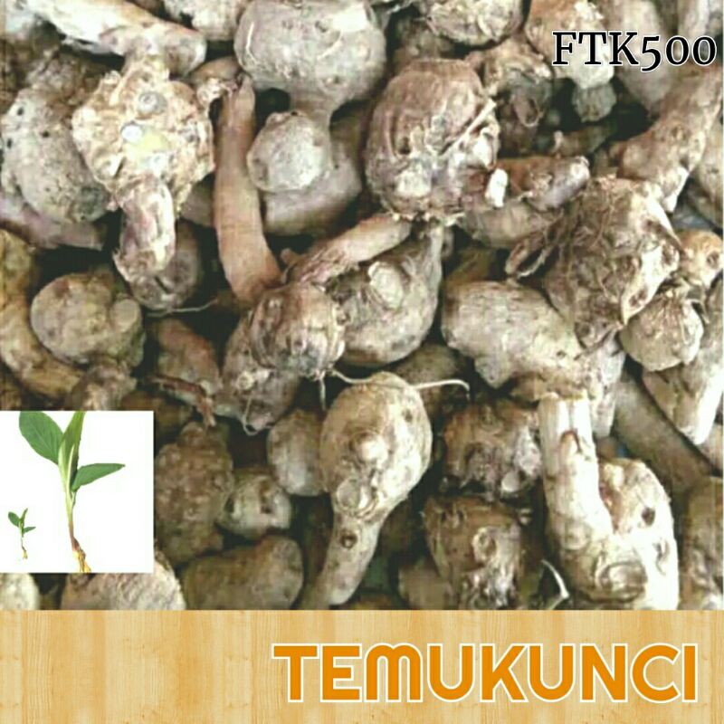 

Temu kunci herbal segar /fingerroot fress 500 gram