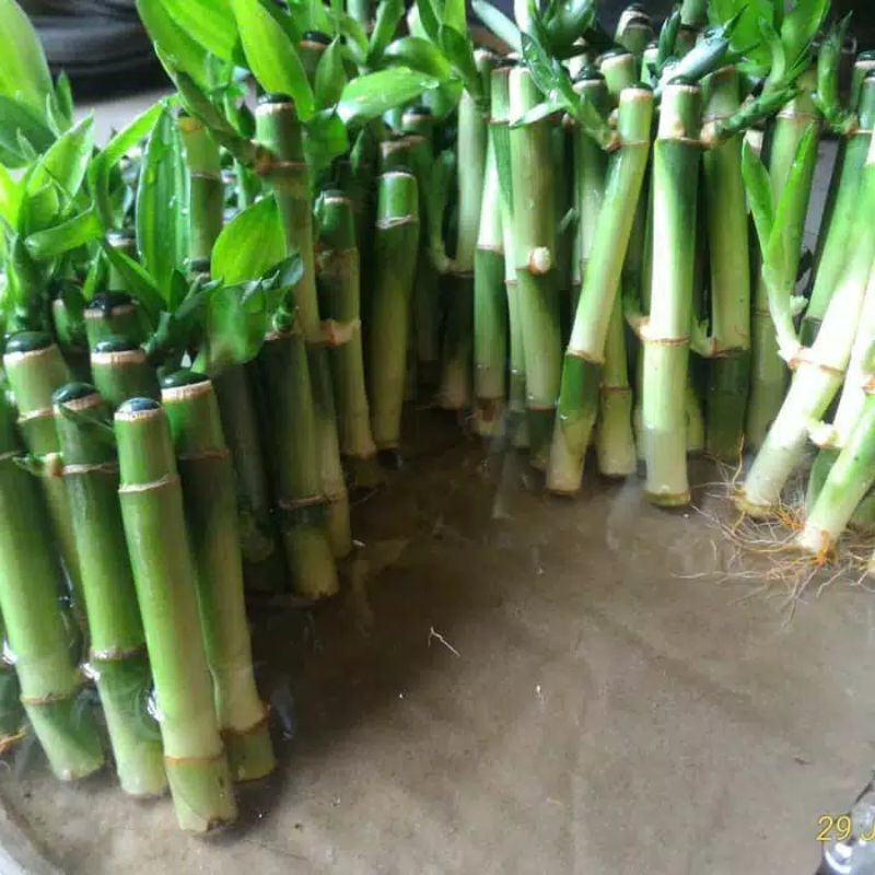 BAMBU HOKI - BAMBU AIR - BAMBU HIAS