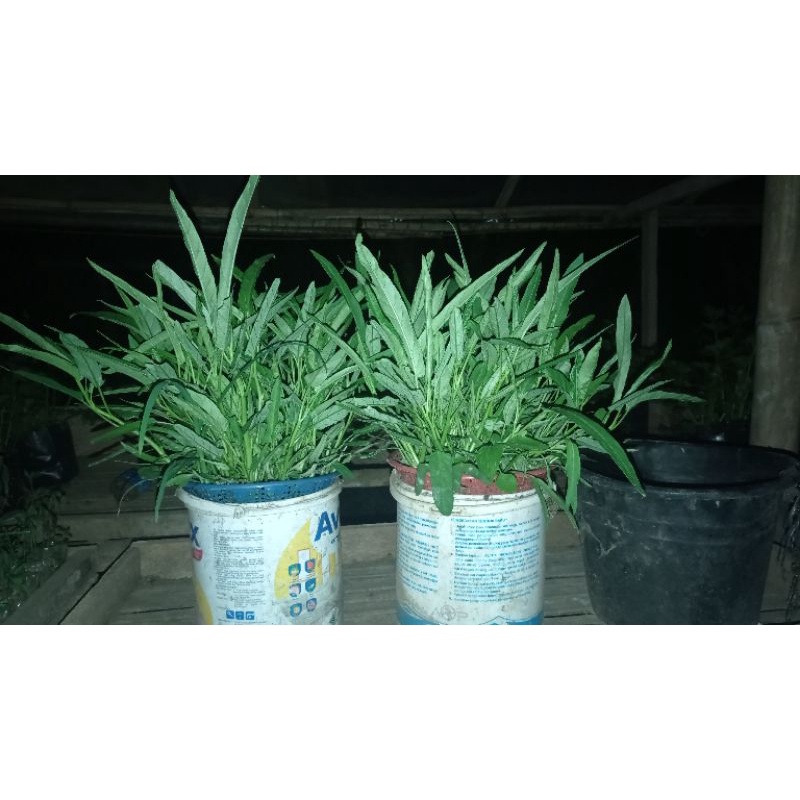 

kangkung holtikultura