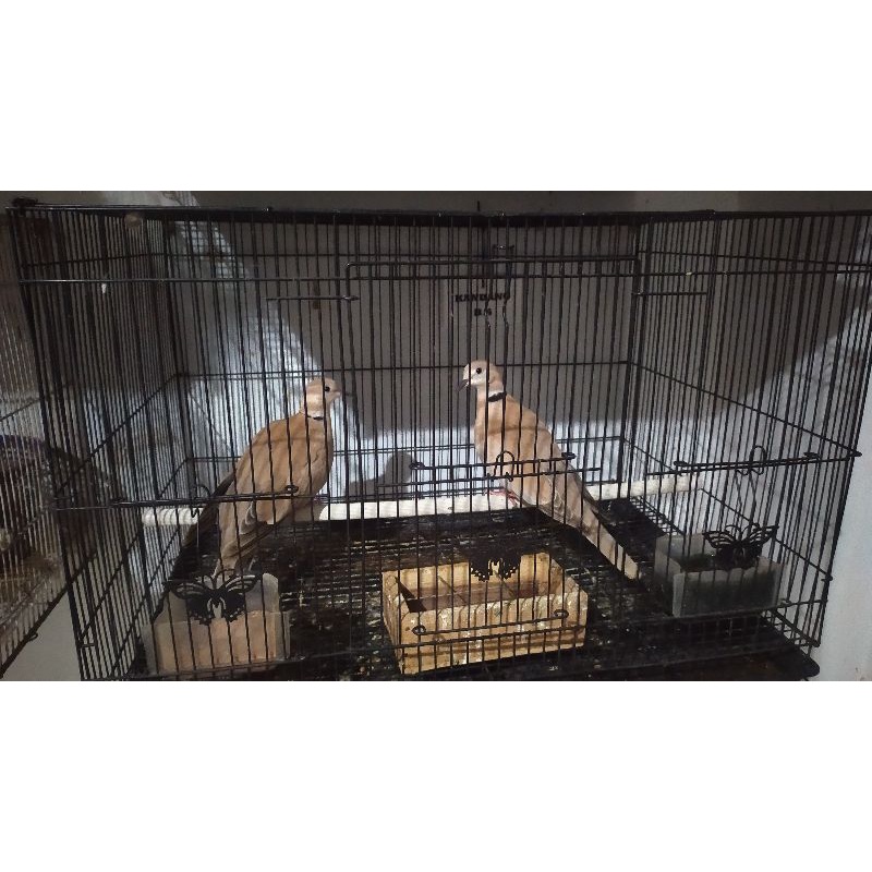 puter pelung jodohan