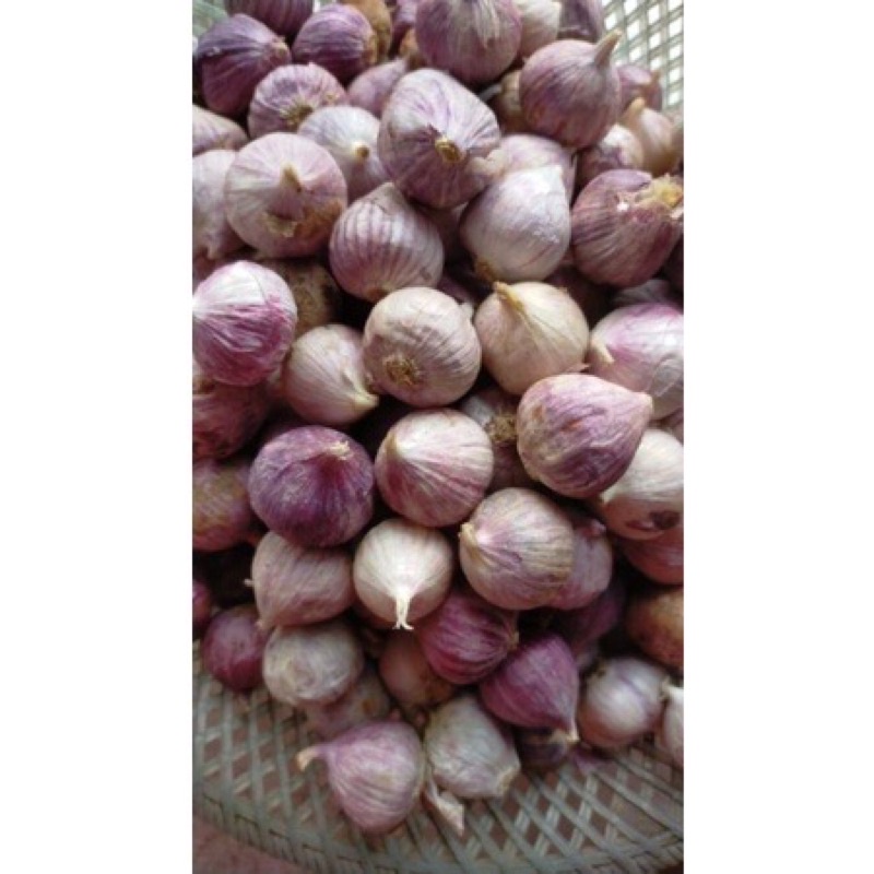 

Bawang Putih Tunggal Lanang 500Gram 1/2 KG Kilogram Import Jumbo Besar Dan Sedang Fresh!!!