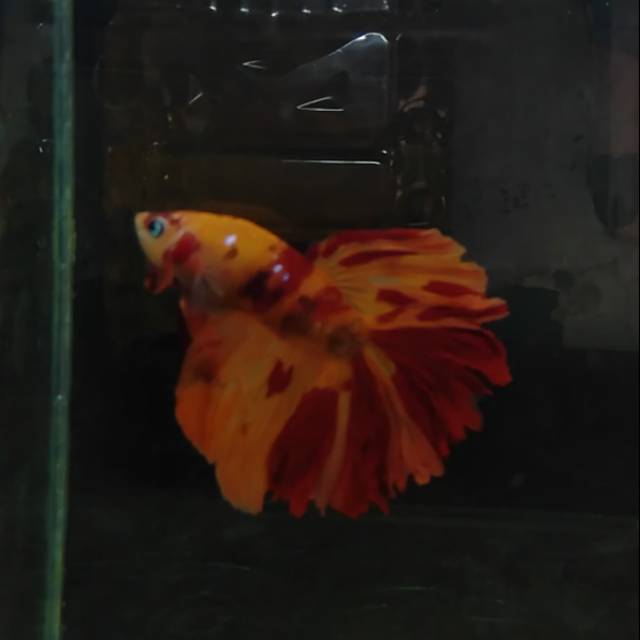 Sepasang cupang HM Nemo