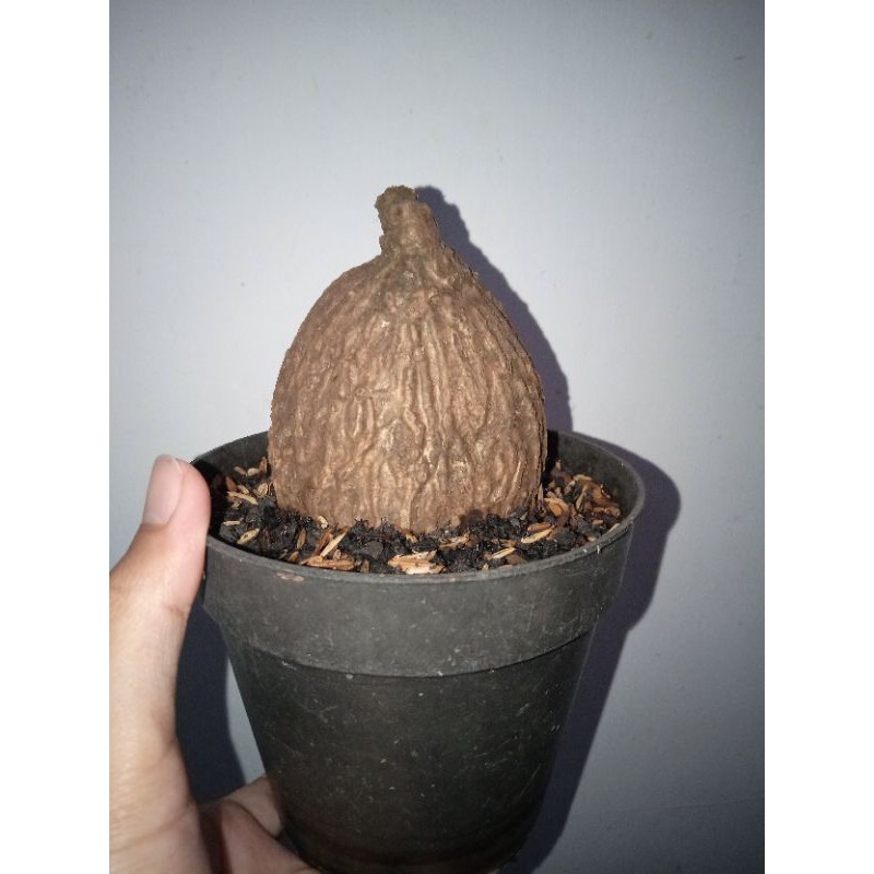 Stephania Venosa Caudex (M)