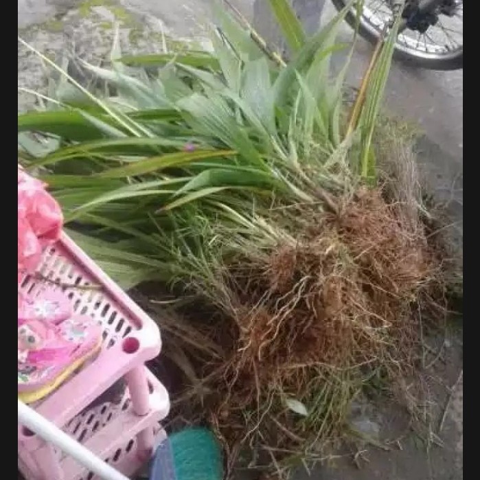 paket 6 bibit anggrek tanah - tanaman hias anggrek tanah