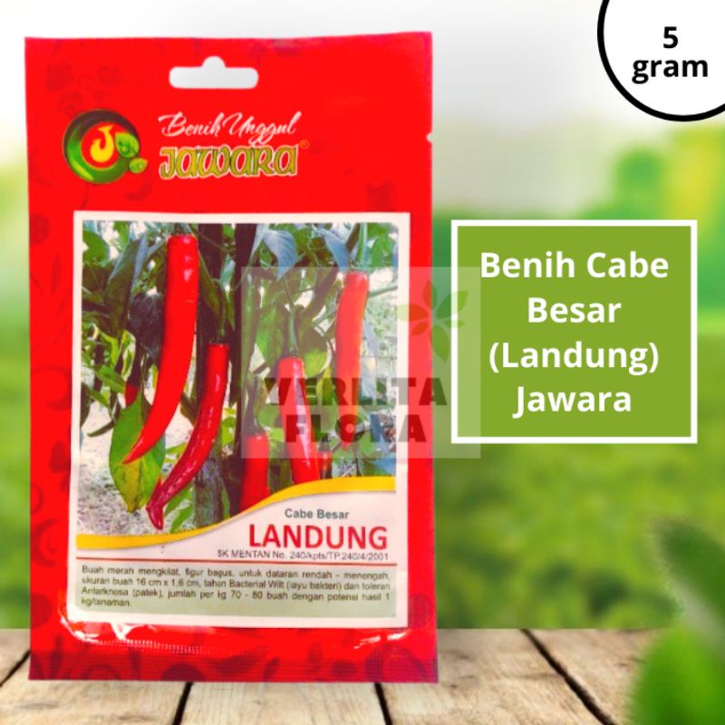 Benih Bibit Cabe Besar Landung - Jawara
