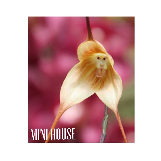 BIJI BIBIT BENIH ANGGREK MONYET