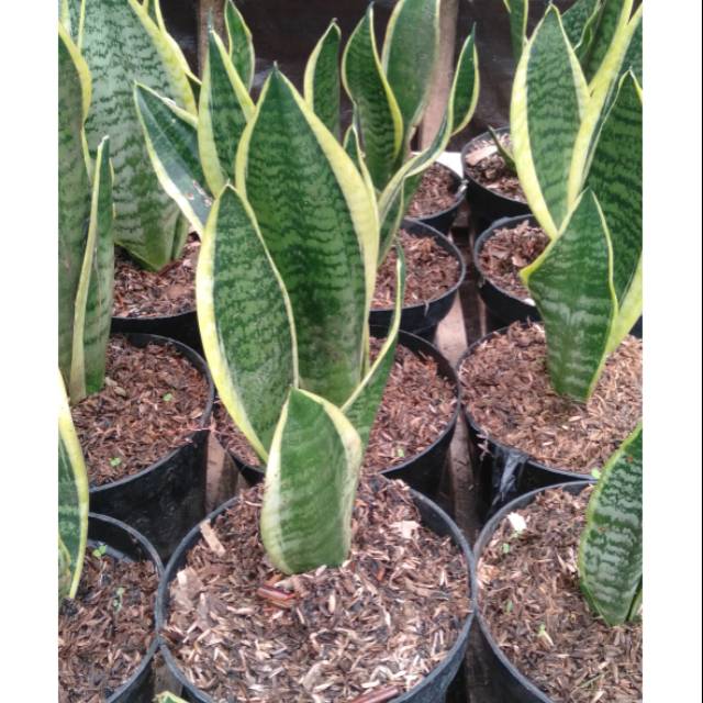 Sensipera/lidah mertua mini