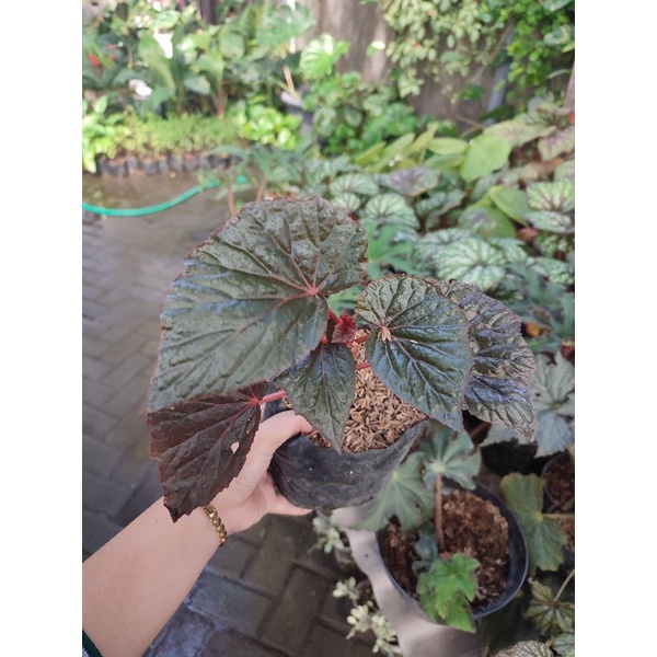 TANAMAN HIAS BUNGA BEGONIA MERAH PINK TANAMAN BEGONIA RED KLASIK TANAMAN MURAH DAN SEGAR