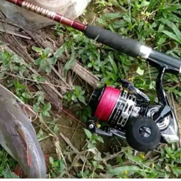 ❉ umpan pancing umpan kucur umpan ikan baung kucur baung umpan kucur baung umpan lele patin ikan bau