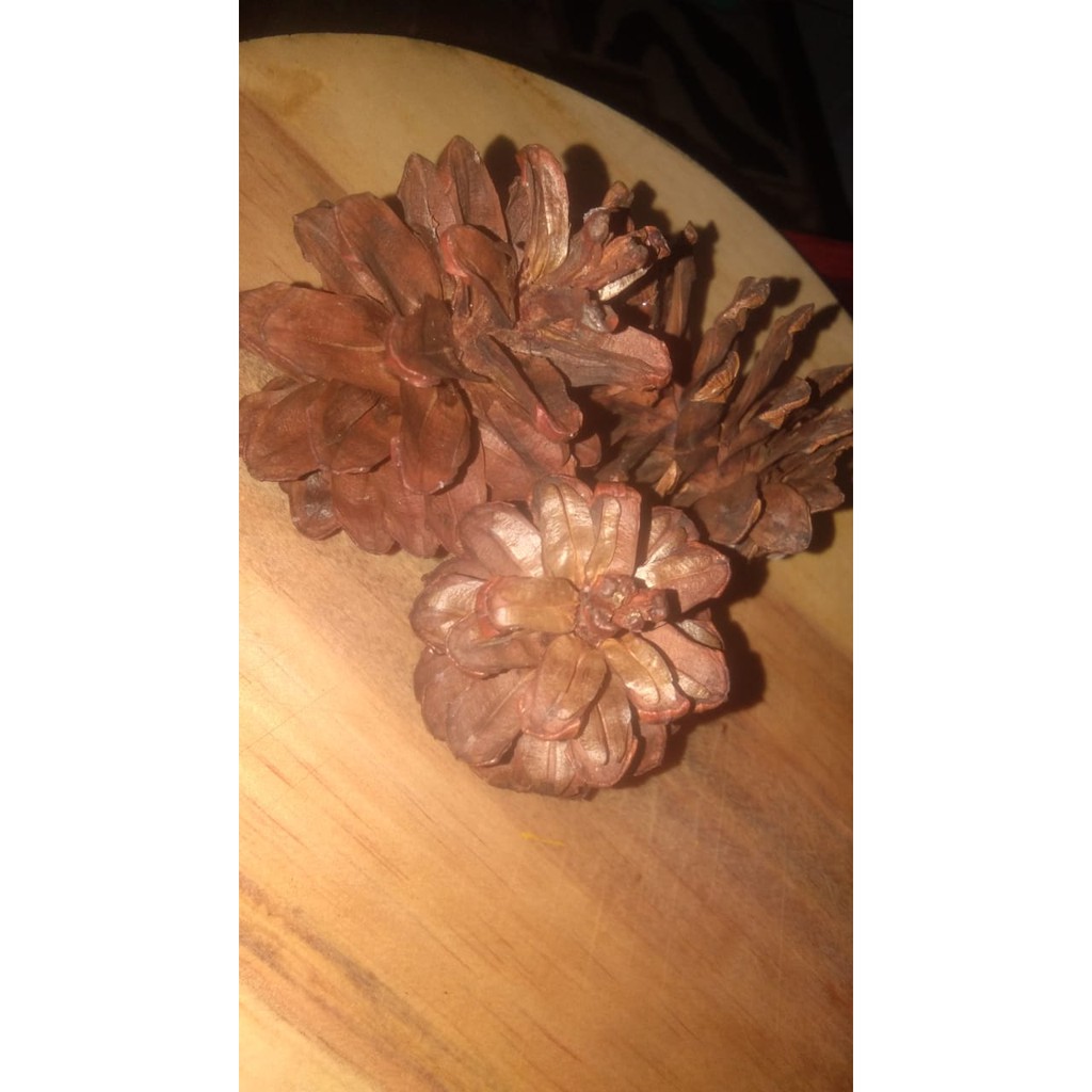 

Pinus Kering