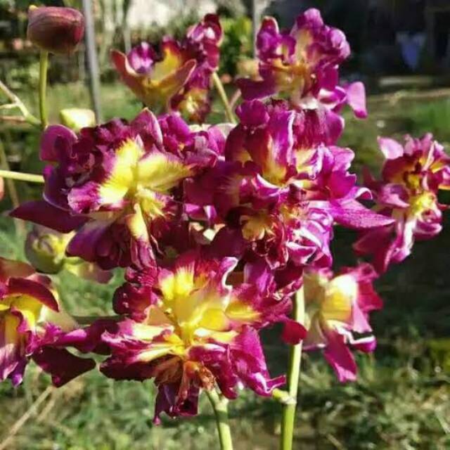 Anggrek Dendrobium Burana Sunshine (Anggrek Mawar)