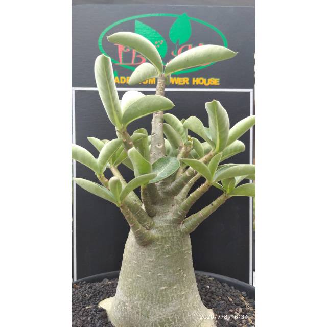 Adenium Karakter Jenis Mkmk