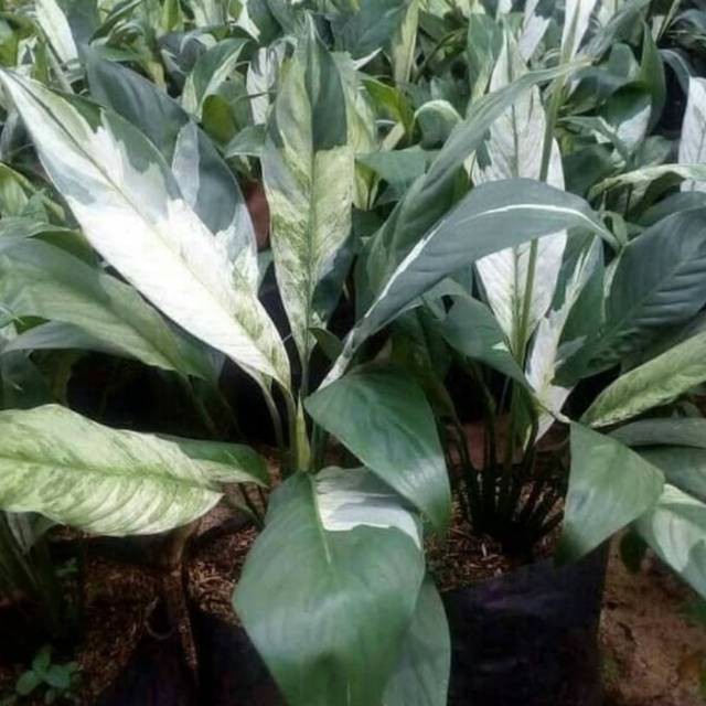Bunga Peace Lily Tanaman Hias Bunga Peace Lily Variegata Sepatu Filum Tanaman Hias Lily Varigata