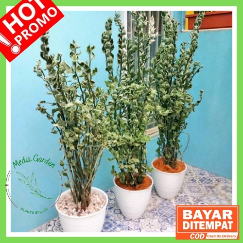 POHON PATAH TULANG VARIEGATA MANGKUK-tanaman patah tulang zigzag