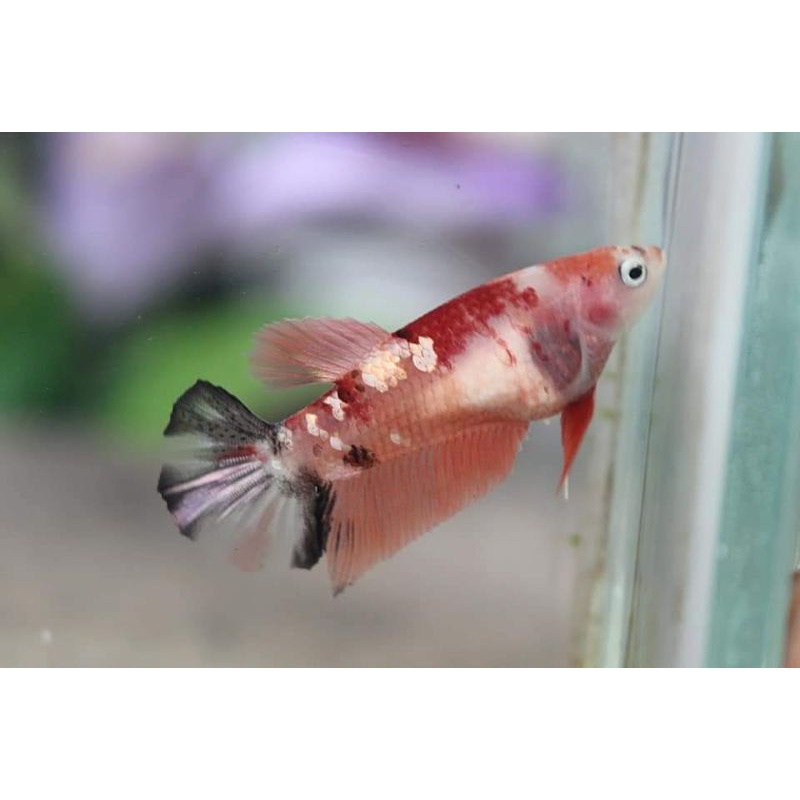 ikan cupang Nemo copper female