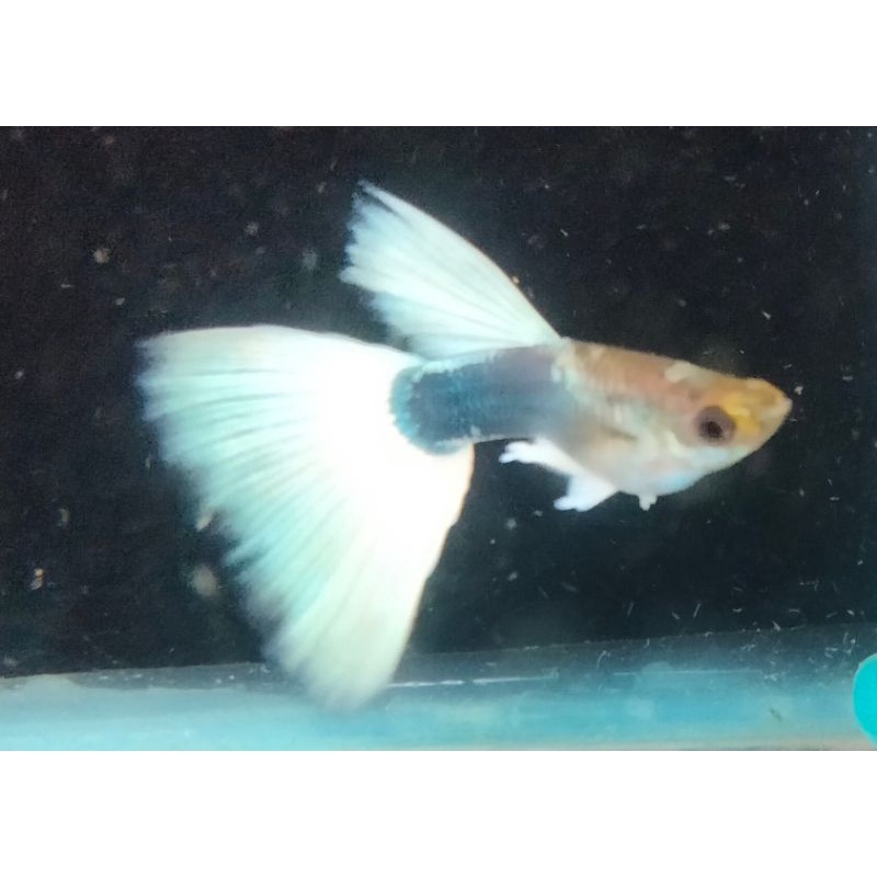 Hiasan aquarium ikan Guppy HB White delta tail
