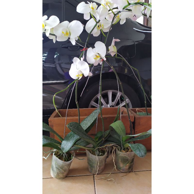 Anggrek Bulan Dewasa Jumbo Premium