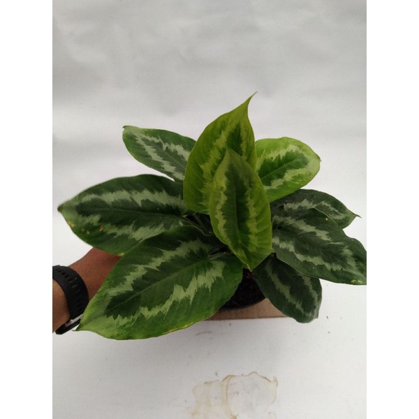 homalomena hijau/ schismatoglottis