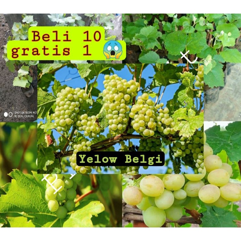 Bibit buah anggur hijau super manis (beli 10 gratis 1)