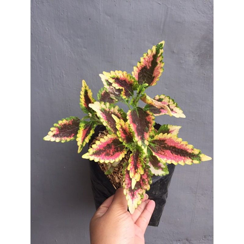 MIANA RAINBOW PREMIUM