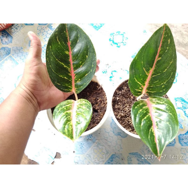 Aglonema Big papa , Big roy, lipstick, butterfly anakan