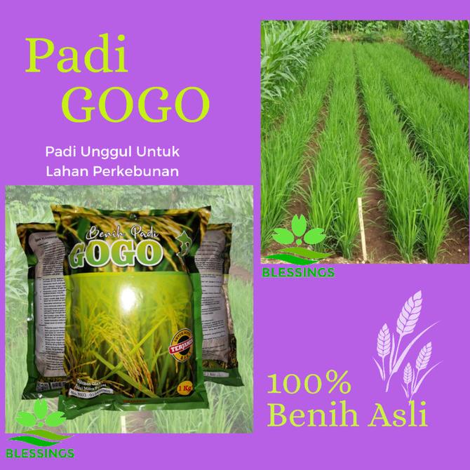 siap kirim] Benih Padi Gogo / Bibit Padi Gogo