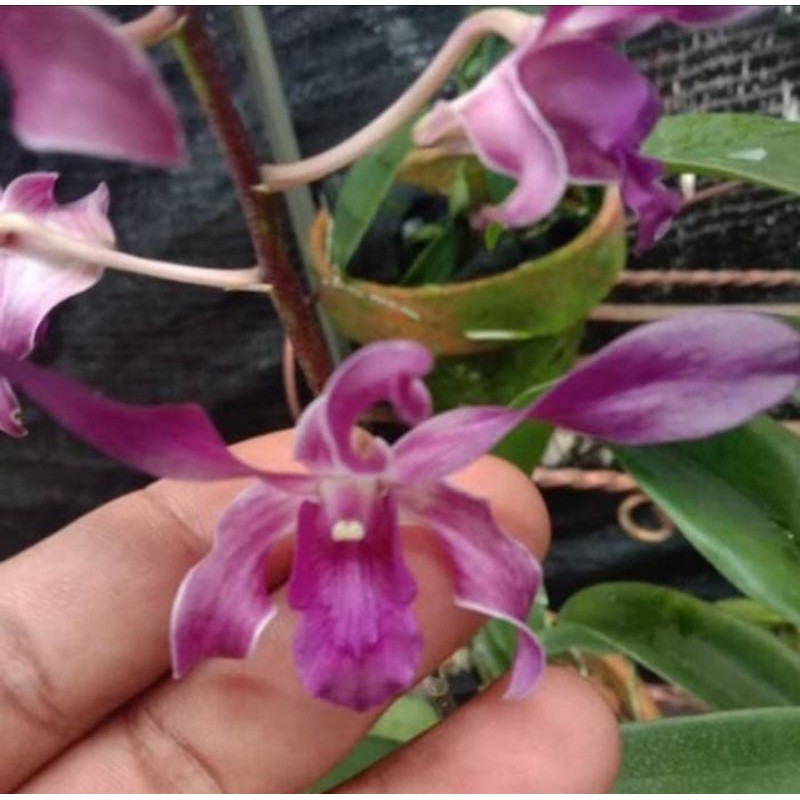 Anggrek Dendrobium Blue Twist Dewasa