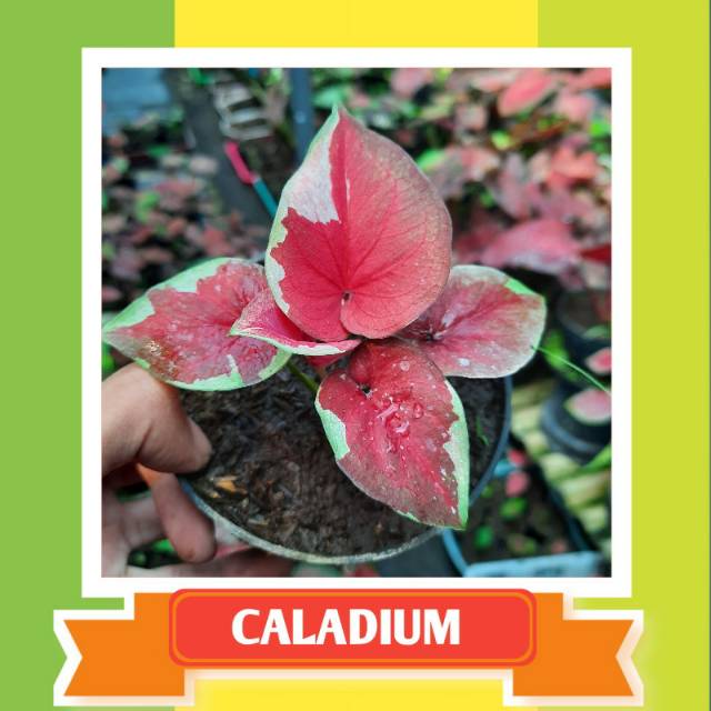 BIBIT CALADIUM / KELADI HIAS DWI WARNA SPESIAL