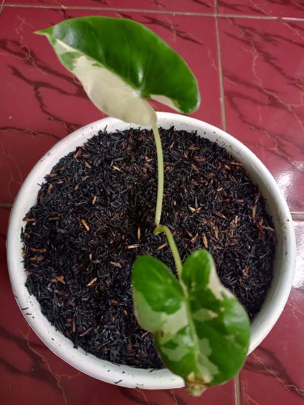 Tanaman Hias Sente Varigata