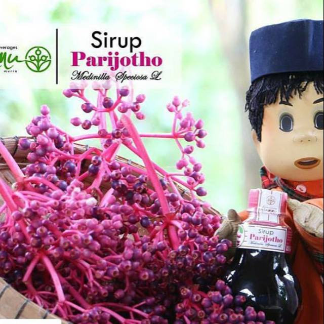 

Penyubur kandungan sirup parijoto/parijotho