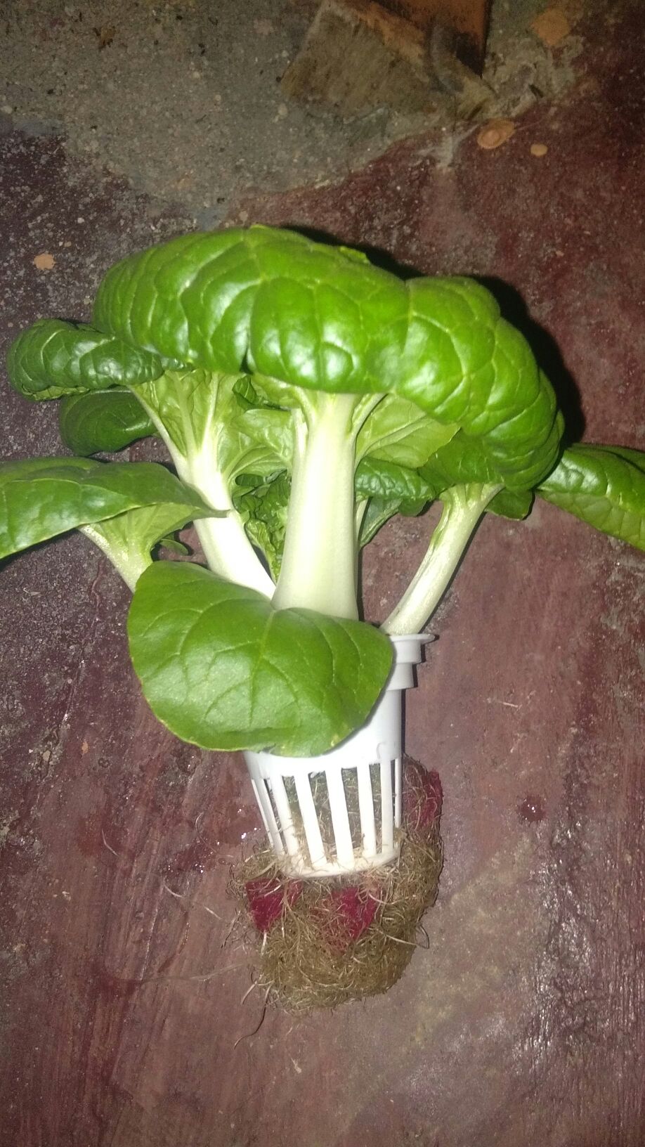 Paku Rivet 435 Rivetti.. 1000pcs Paku Rivet Rivetti Type 435