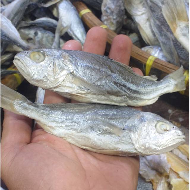 

Ikan Asin kepala batu