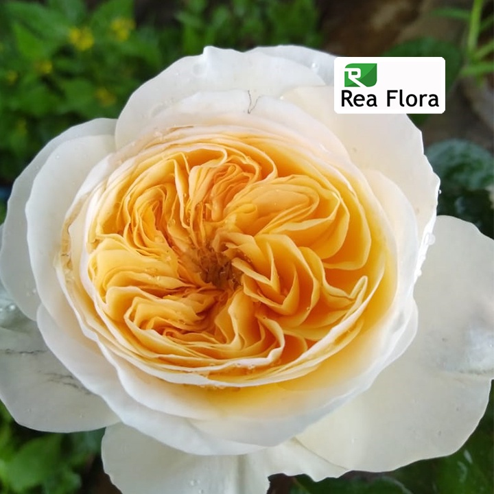 Tanaman Hias Bunga Mawar Juliet - Mawar/Rose Import Juliet - Mawar Hidup - Mawar Murah