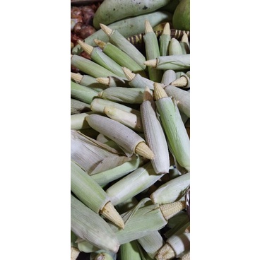 

JAGUNG PUTREN / JAGUNG ACAR KECIL