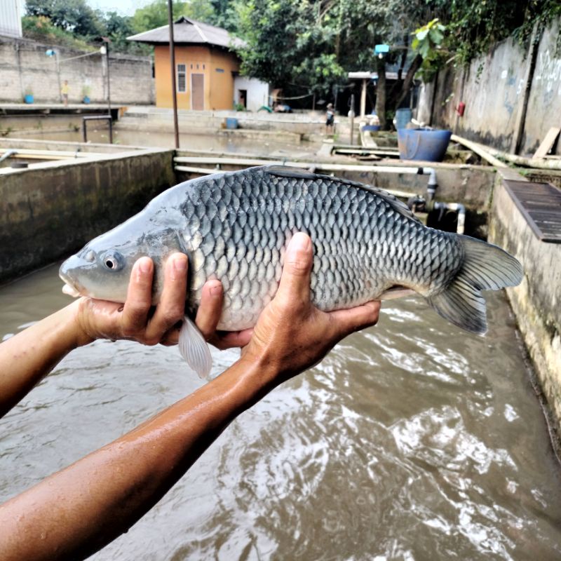

ikan segar bang malih sawangan Depok 13.000~60.000