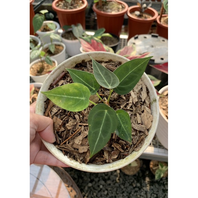 Anthurium Forgetii Kuping gajah Buta original