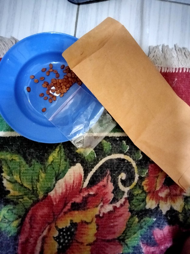Biji Bidara Arab Super Siap Semai / Bidara / Bidara Arab / Biji Bidara (sudah Dikupas Dari Cangkang)