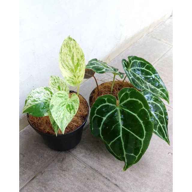 Paket 2 tanaman kuping gajah/ sirih gading batik varigata